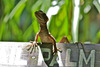 Lizard
