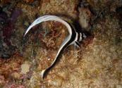 Juvenile_drum