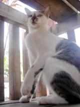 Shitty_kitty