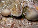 Conch_eyes