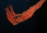 Coral_hand