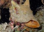 Hermit_crab_in_conch