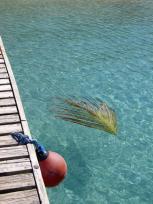 Leaf_in_water