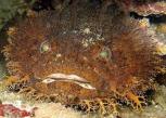 My_toadfish