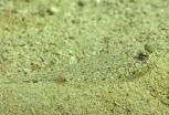 Peacock_flounder
