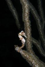 Seahorse