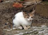 Stray_cat