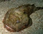 Toadfish