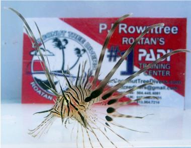 Lionfish2
