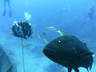 Lnfishgrpr