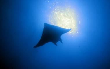 Manta_ray_roatan
