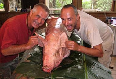 Tree_pig