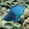 Blue_channel