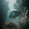 Canyon_reef