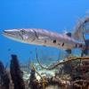 Divemasters_choice