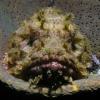 Fish_den
