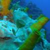 Flowers_bay_wall