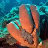Four_sponges