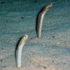 Mandys_eel_garden