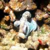 Octopus_acre