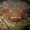 Pillar_coral
