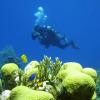 Seaquest