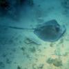 Seaquest_deep
