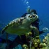 Turtle_crossing