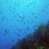 Wrasse_hole