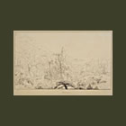 Narcissus