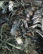 Shredded_bark