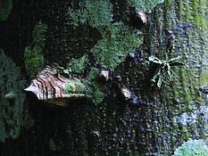 Bark