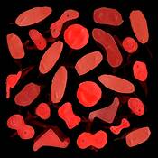 Shades_of_red