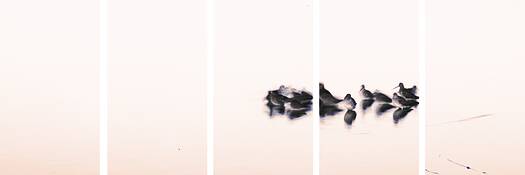 Jamboree_birds