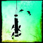 Finches