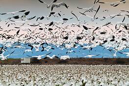 Snow_geese_migration