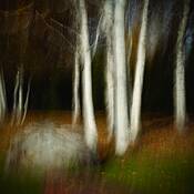 Birch_on_display