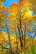 Fall_glory