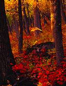 Autumn_light_in_the_forest