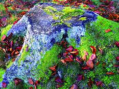 Stump