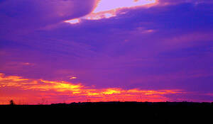 Purple_haze