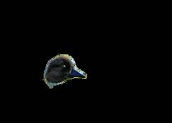 Common_goldeneye