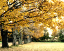 Autum_haze