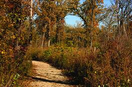 The_wooded_arch
