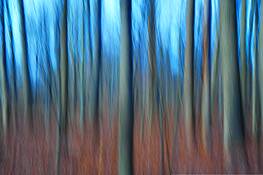 Bare_forest