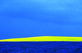 Canola_flax