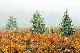 Snowfall