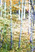Roan_birch