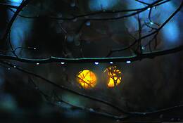 Owl_eyes
