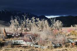 Cottonwoods